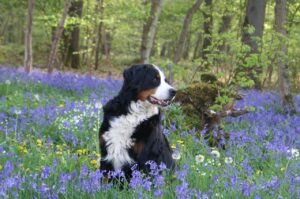The Perfect Dog Field