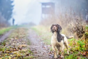 Dog Training at the Dog Park