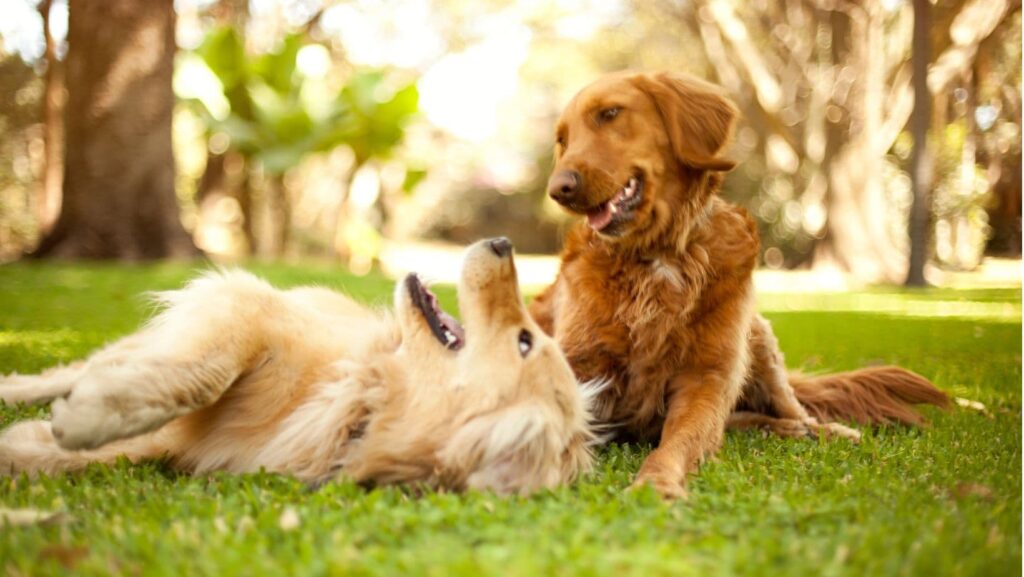 Doggy Events & Dog Shows in Lincolnshire
