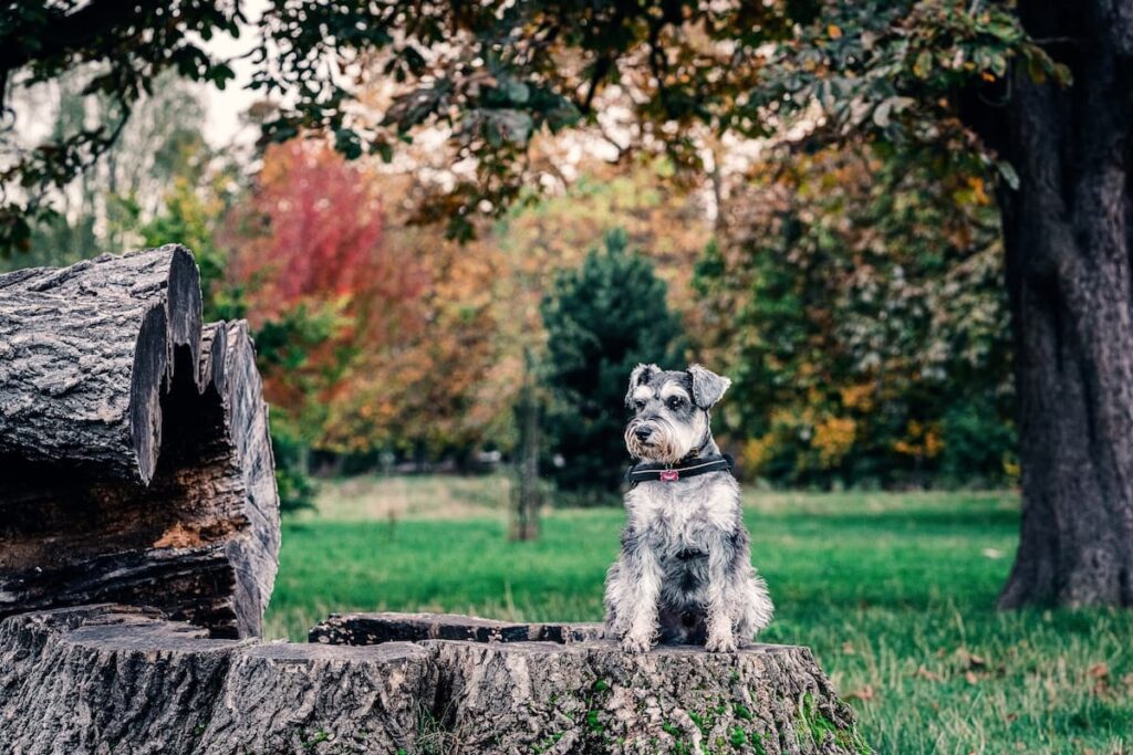 Dog Walking Field Enrichment ideas