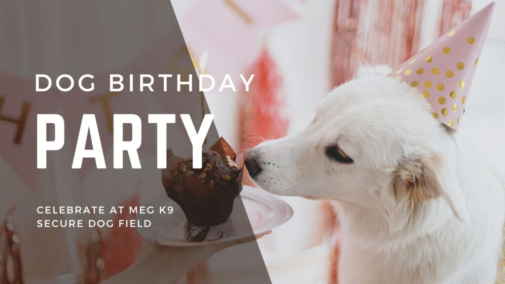 Dog Birthday Party